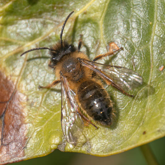 Andrena nigroaenea (Buffish Mining Bee).jpg